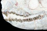 Oreodont (Merycoidodon) Skull - South Dakota #77810-5